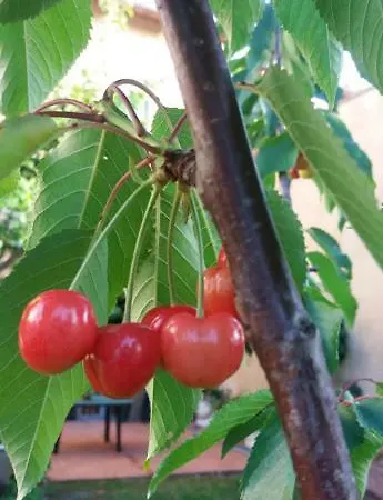 Il Nido Della Formica *